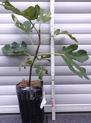Feige hausfeige ficus carica - ficus,