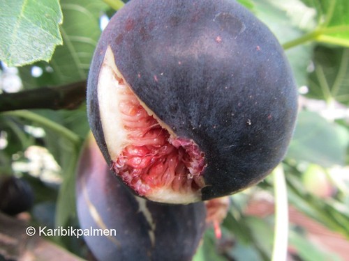 Ficus carica brunswick - carica, 'brunswick'