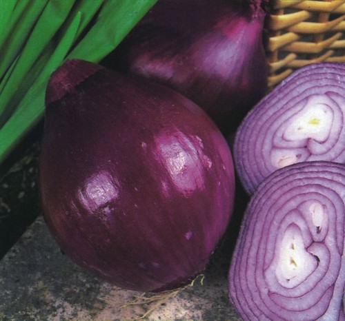 Rote zwiebel brunswick - rote, „brunswick“