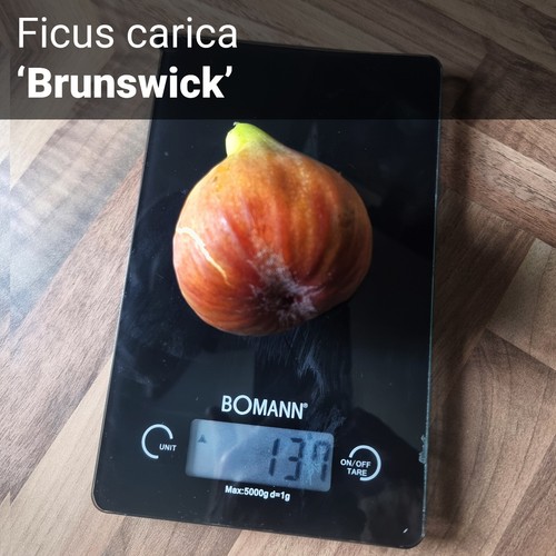 Feige fig brunswick - /, ‘brunswick’