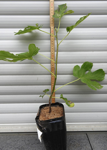 Feige hausfeige ficus carica - feige,
