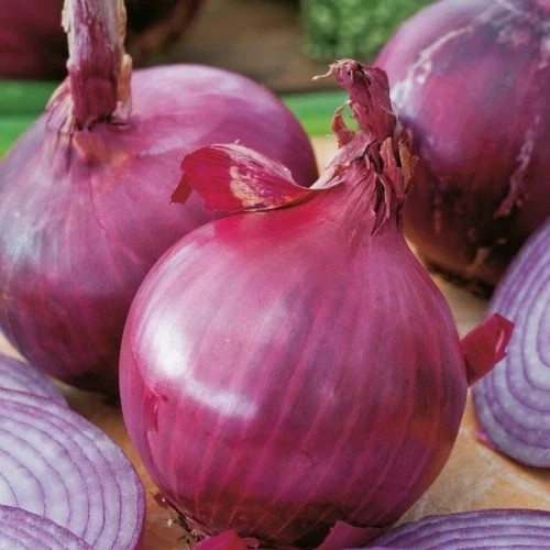 Rote zwiebel brunswick - rote,